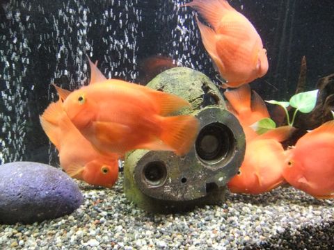 きれいな熱帯魚