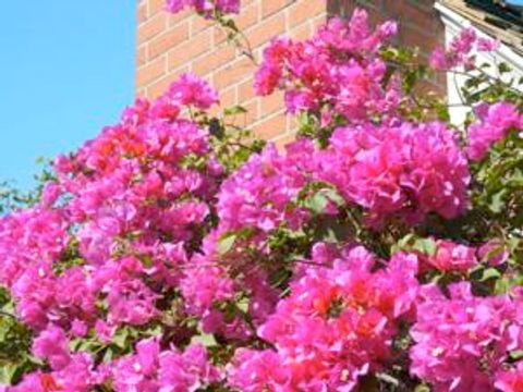 カリフォルニアの花 (California flowers)