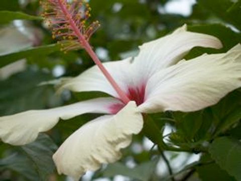 カリフォルニアの花 (California flowers)