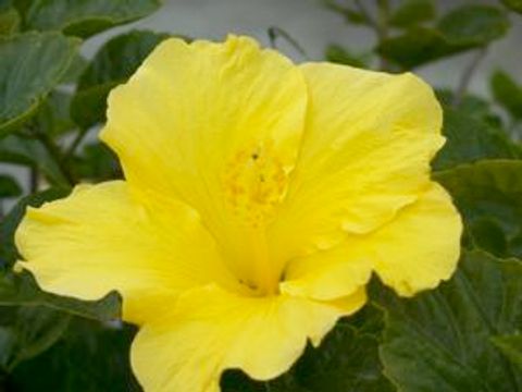 カリフォルニアの花 (California flowers)