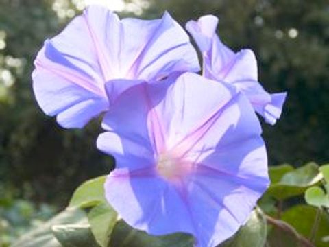 カリフォルニアの花 (California flowers)