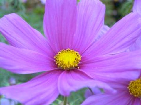 カリフォルニアの花 (California flowers)
