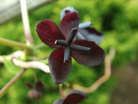 アケビの花1