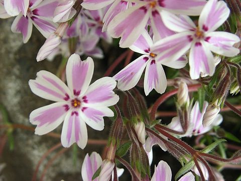芝桜1