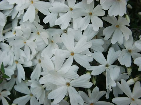 芝桜1