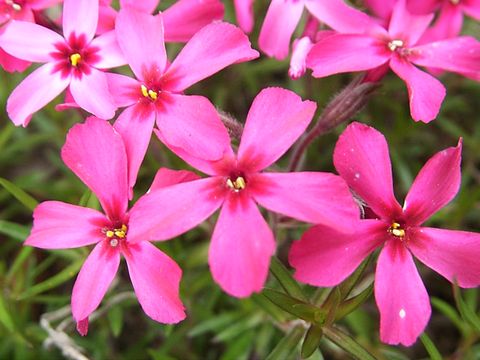 芝桜1