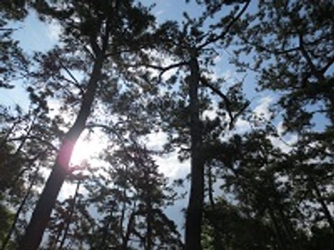 【数量限定】風景写真（ロイヤリティーフリー素材）1　【大増量】