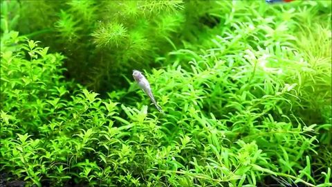 熱帯魚01