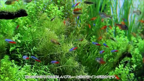 熱帯魚02