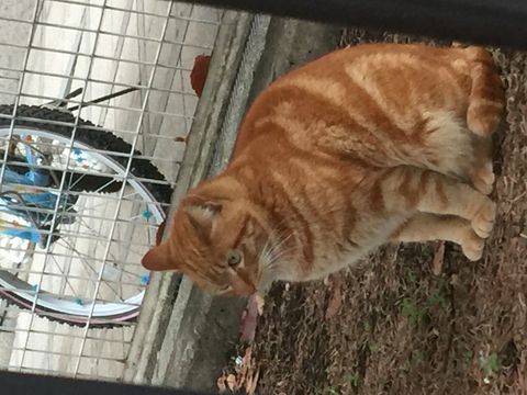 渋谷神宮通公園 黒猫(クロ)