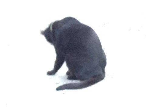 渋谷神宮通公園 黒猫(クロ)