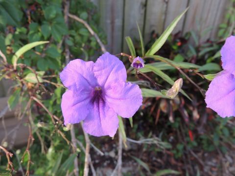 花コレクション
