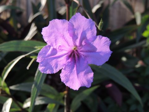 花コレクション
