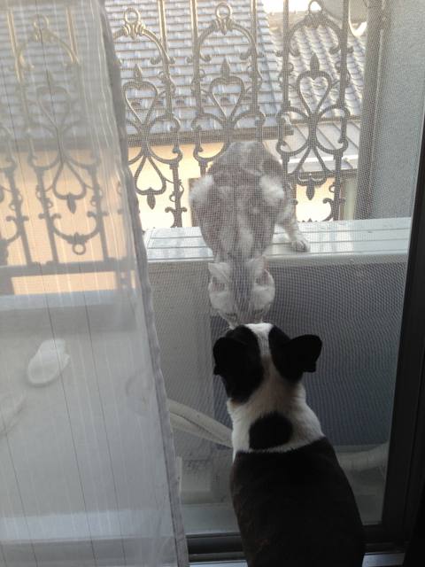 犬と猫のラブシーンに癒されました