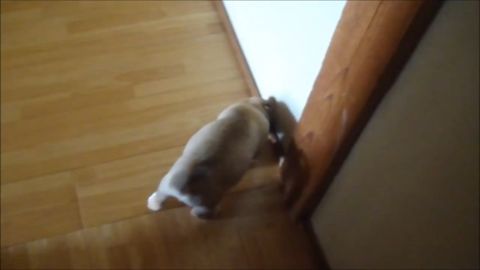 壁が好き！*犬編