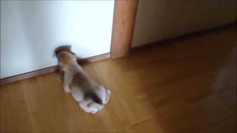 壁が好き！*犬編