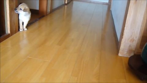 壁が好き！*犬編