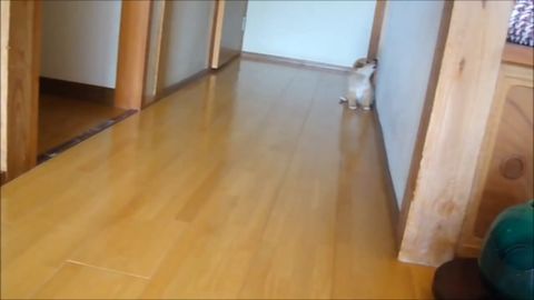 壁が好き！*犬編