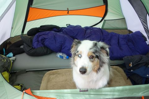 うちのこ旅日記