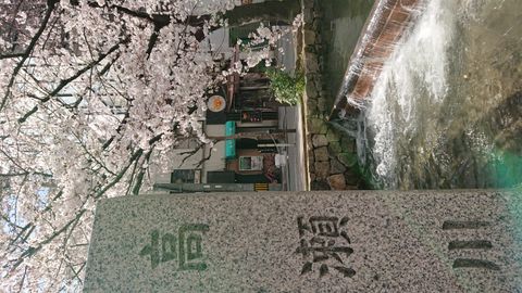 春の高瀬川