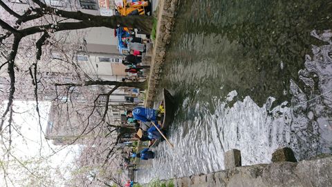春の高瀬川