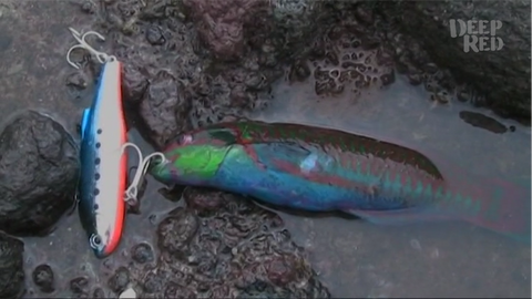 怪奇ミステリーファイル　珍魚**