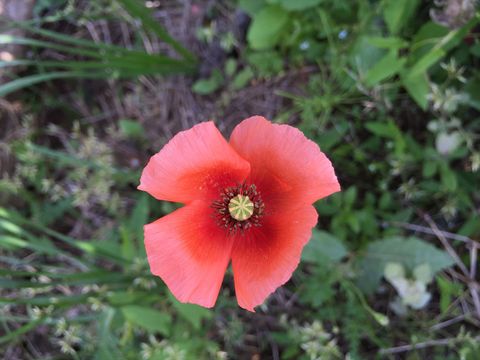 春の草花の写真