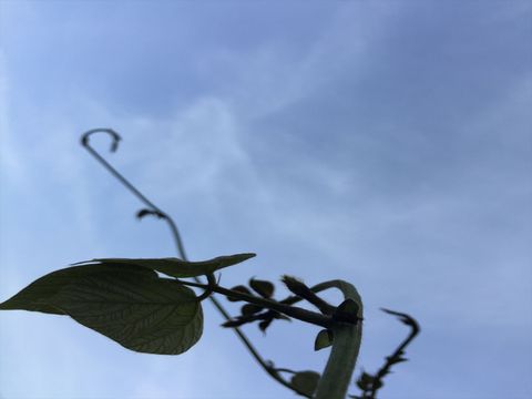 春の草花の写真