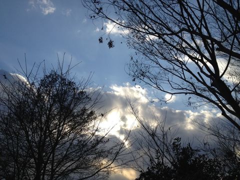 癒しの木々と空の写真