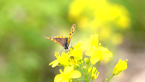 花に遊ぶシジミチョウのスーパースロー映像