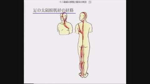 十二経絡の解説と整体実技