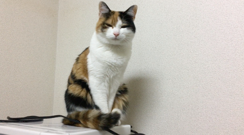 保護猫レイがだいぶ懐いてきました！