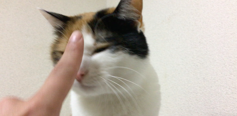 保護猫レイがだいぶ懐いてきました！