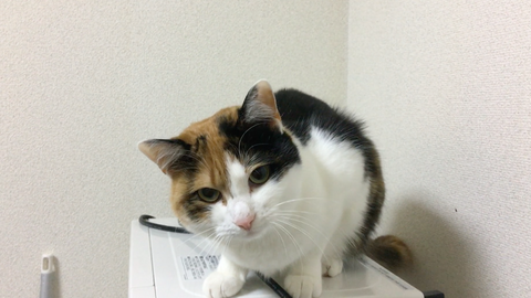 保護猫レイがだいぶ懐いてきました！