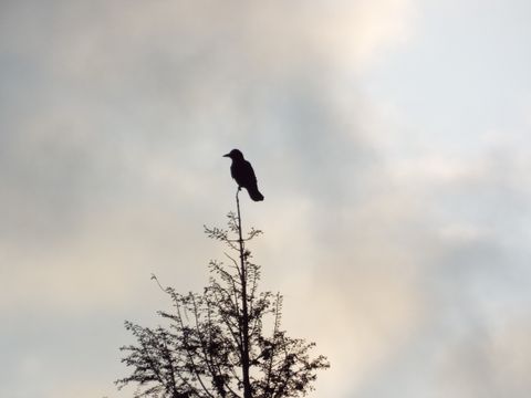 鳥