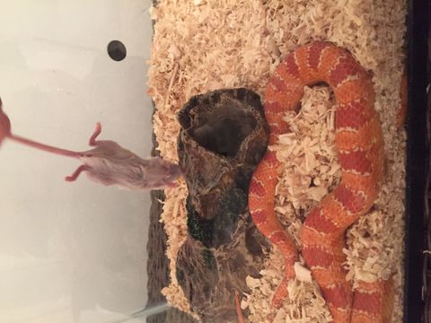 彼の食べ物を食べるヘビ
