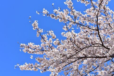 桜のhana