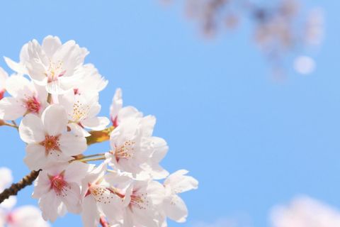 桜のhana