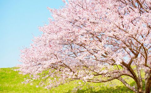 桜のhana