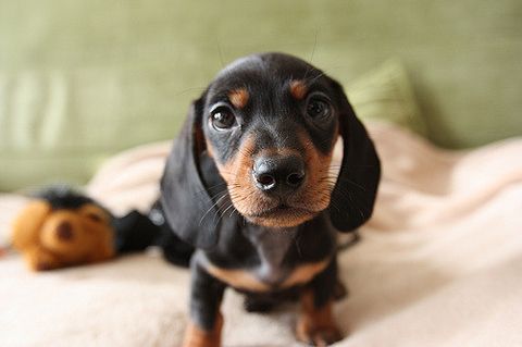 *犬のダックス