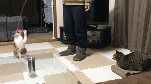 保護猫たちのお遊び Protective cat play