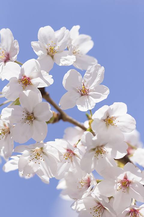 桜のhana