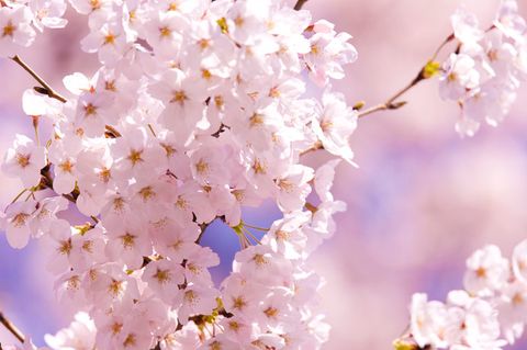 桜のhana