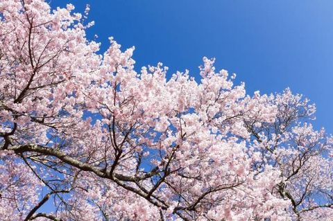 桜のhana