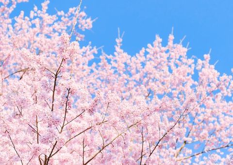 桜のhana