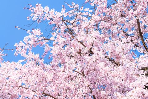 桜のhana