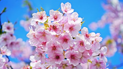 桜のhana