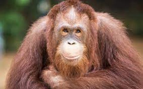 オラウータン　おやじにちょと冷たいキューさん　前を連続でスルー【多摩**公園No52-1】Orangutan：オランウータン339