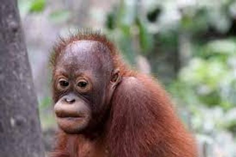 オラウータン　おやじにちょと冷たいキューさん　前を連続でスルー【多摩**公園No52-1】Orangutan：オランウータン339