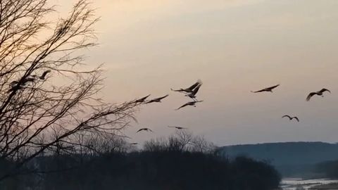 がない村　タンチョウ飛翔の動画